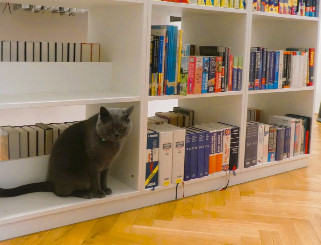 Foto einer Katze, die in einem Bücherregal einer Bibliothek sitzt.